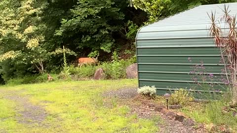 NW NC at The Treehouse 🌳 neighbor expanding his deck, rare plane flying over, critters don’t care