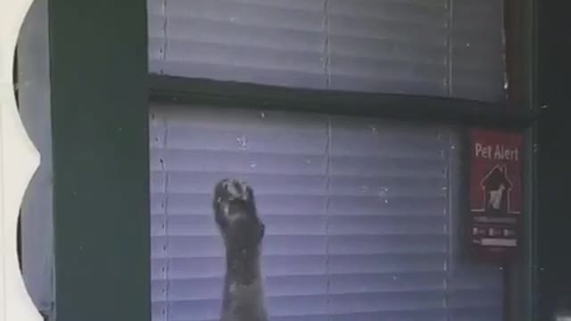 Cat jumps up and sticks onto screen door