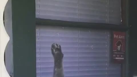 Cat jumps up and sticks onto screen door