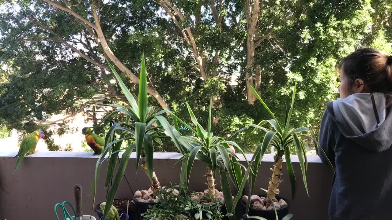 Taking to the Parrots at My little Garden. So Happy