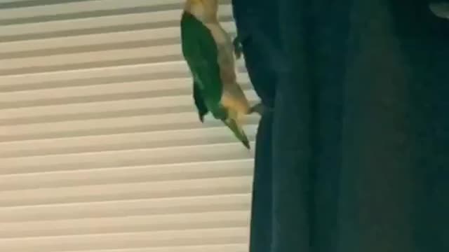 Secret Agent Birb!