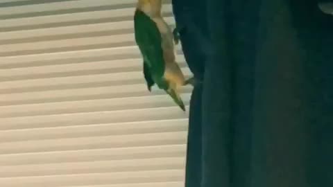 Secret Agent Birb!