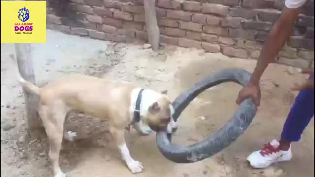 How to make your dog aggressive