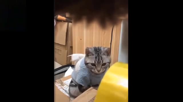 Trending Now- Watch This Funny and Cute Animals Video