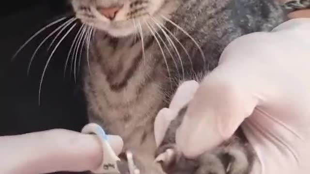 how to clip a cats nails easily