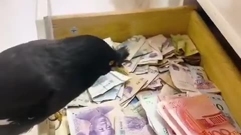 Currency Bird on Dangerous Duty