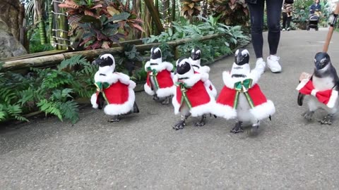 Even penguins in Japan are getting festive!