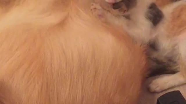 Golden retriever dog feeds kittens