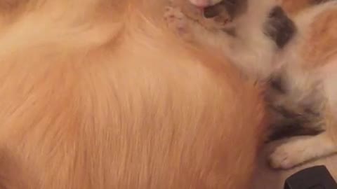 Golden retriever dog feeds kittens