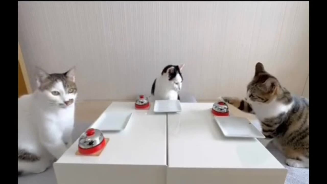 Dinner Time...Meow
