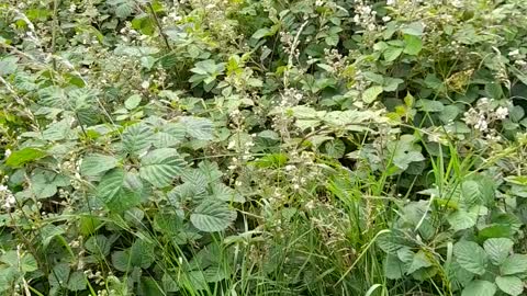 Chemtrailing - Their day is nearly done, hopefully!