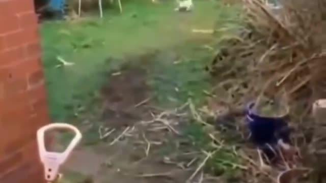 Dog is very excited watch to second dog 😂😂😂