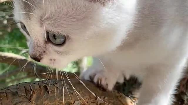Kitten on a Tree Branch