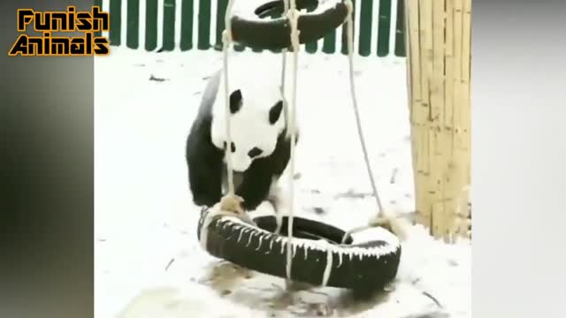 Panda playing in the snow, rolling around