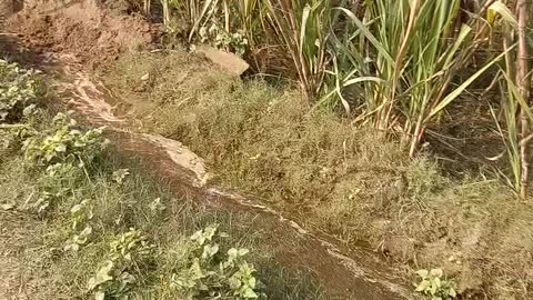 Indian farmer geting water his crop by electric pumpp