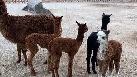 alpaca