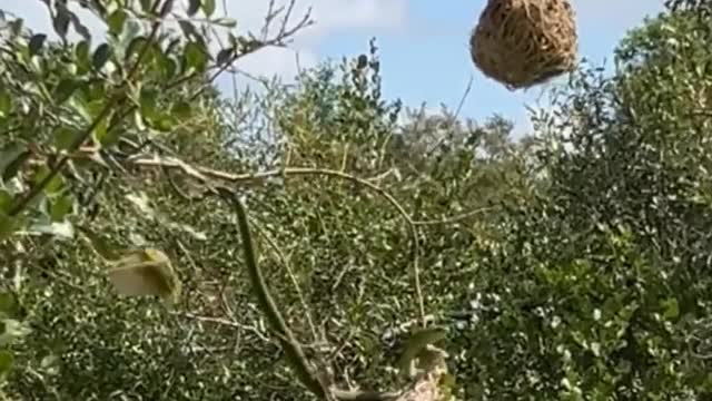 Birds desperately depend their chicks from Snake