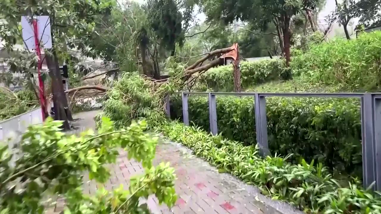 Typhoon Saola leaves uprooted trees in Hong Kong