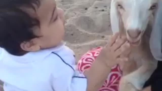 My child is playing with the sheep and he is happy