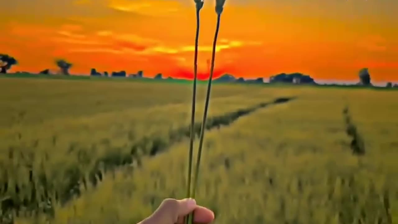 The farmer