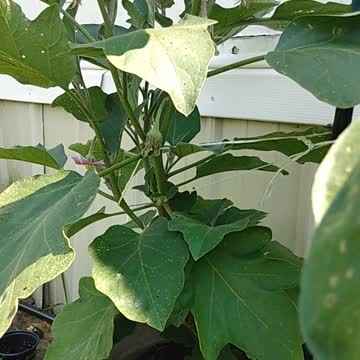 Black Beauty Eggplant
