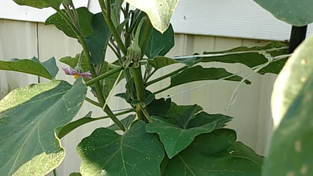 Black Beauty Eggplant