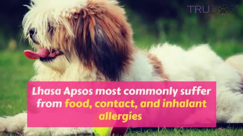 Health Concerns For Lhasa Apsos