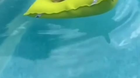 Dog Casually Floating On Cushion In Pool