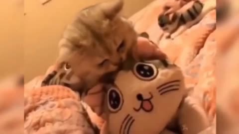 cats knocking toys