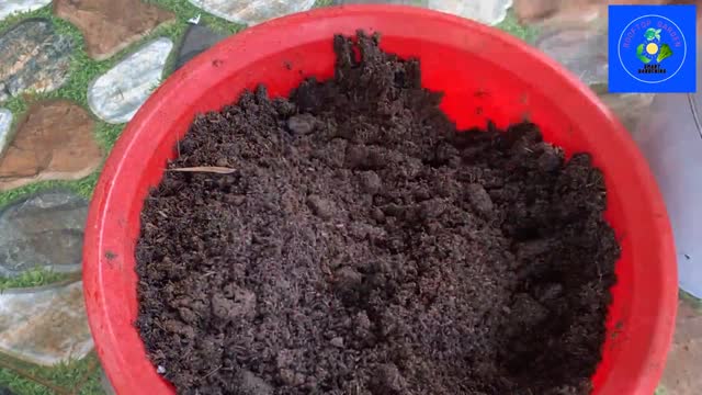 This step of filling the soil is very important