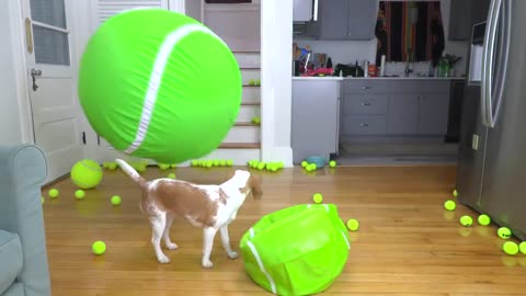 Puppy Playing Balls