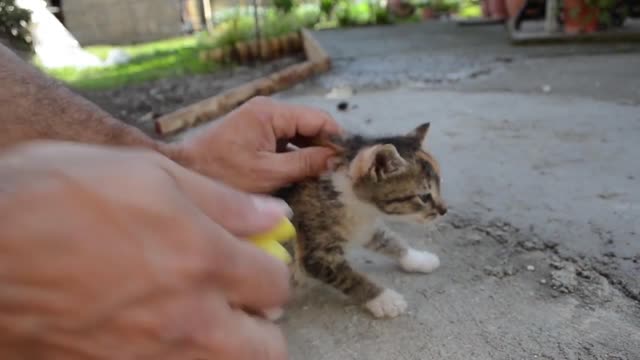 How to punish a cute naughty cat ( soft punishment just for fun)