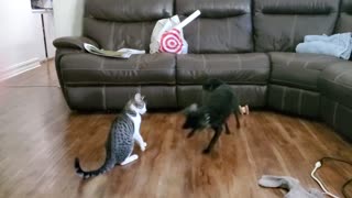 Best Friends Play