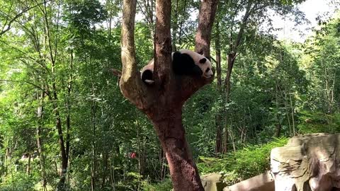 Lazy pandas sleep in trees