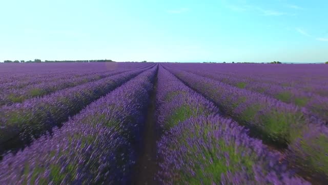 The beauty of the wide plains full of flowers