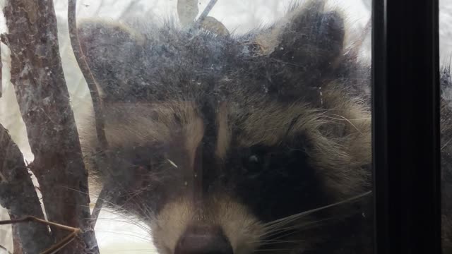 Raccoon and Woman Share Special Moment