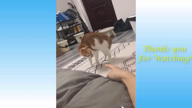 Cute Pets And Funny Animals Compilation #1 Pets