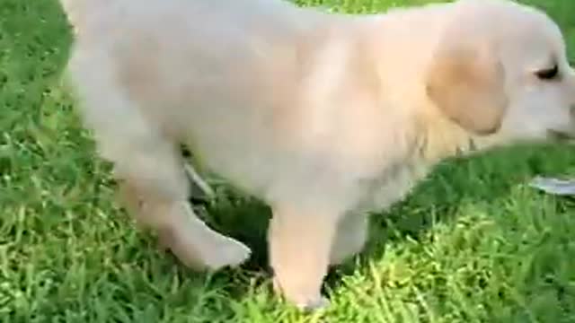 Cute puppy funny video