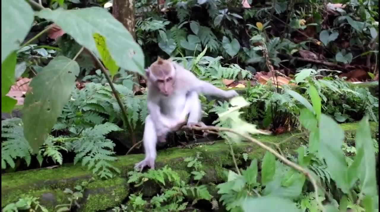 funny monkey videos try not to laugh-cute baby monkey funny videos