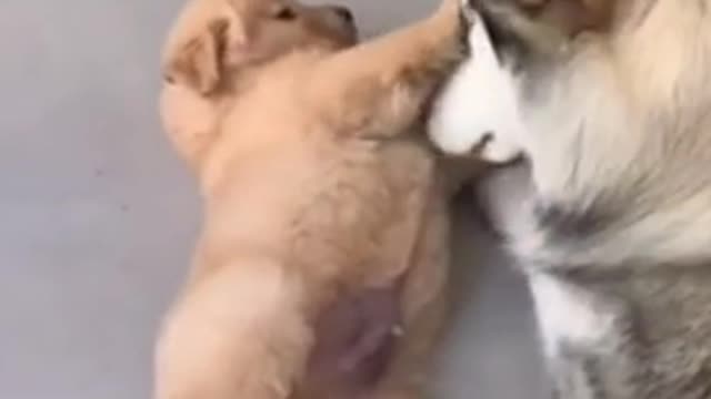 Alaskan Malamute Loves Labrador Puppy