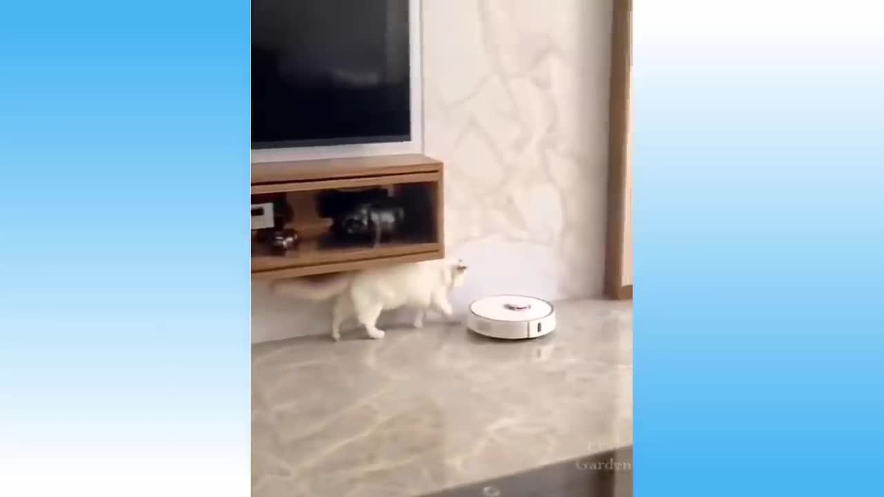 Top Funny and Cute Cat Videos😘 - Try Not To Laugh