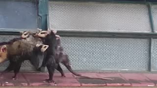 Strong Mother Opossum Carries Babies on Back