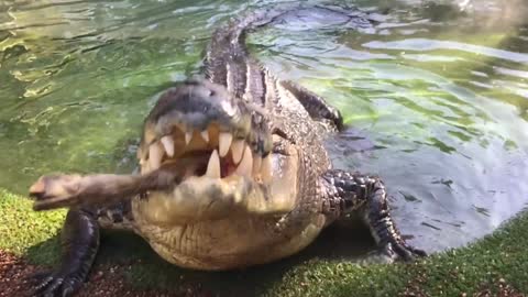 Elvis the crocodile crushes bone