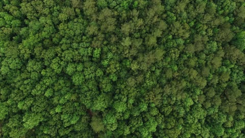 Aerial view of green forest