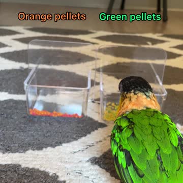 How birds choose food based one color