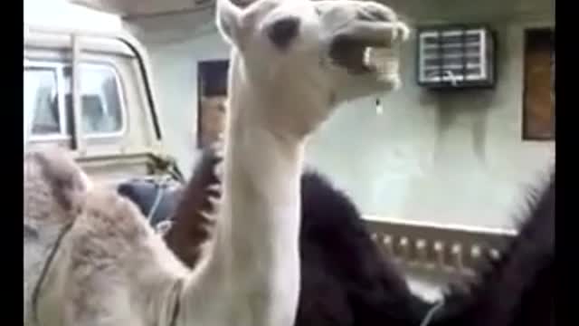 Hhhhh Funny video
