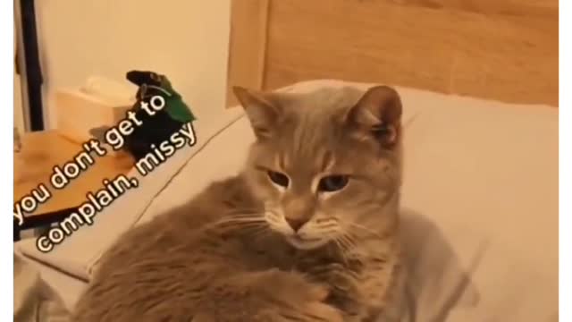 Funny animals Fails Compilation