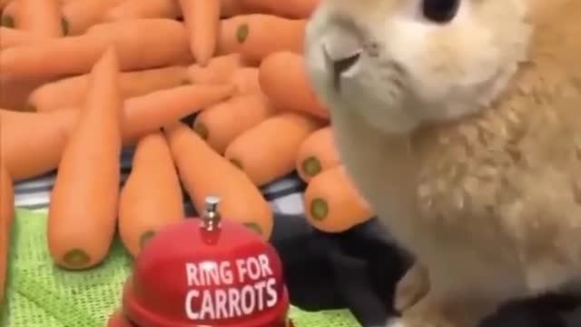 Cute rabbit ringing for carrots 😂🐰