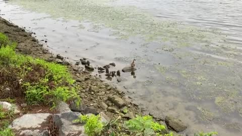 Mother ducks and ducklings