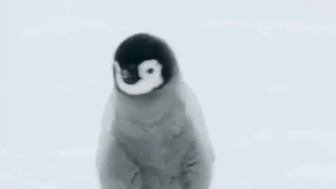 Cute penguin lonely